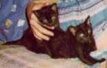 Young Skippy and
Wimpy